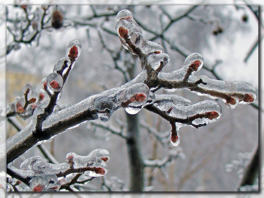 фото "Ледяной сон" метки: природа, цветы