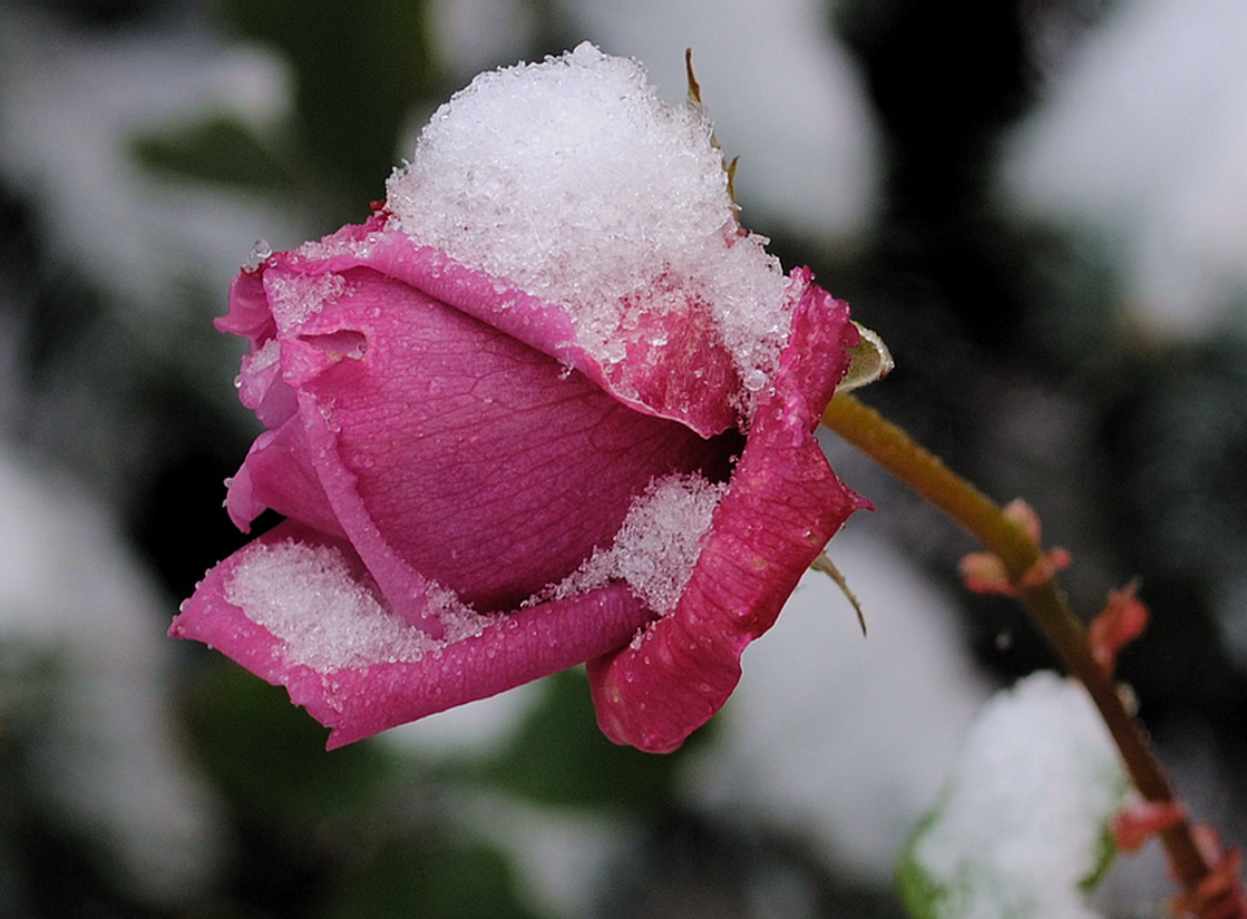 фото "Снегурочка" метки: природа, макро и крупный план, цветы