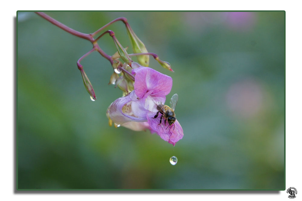 photo "At dawn" tags: nature, flowers, insect