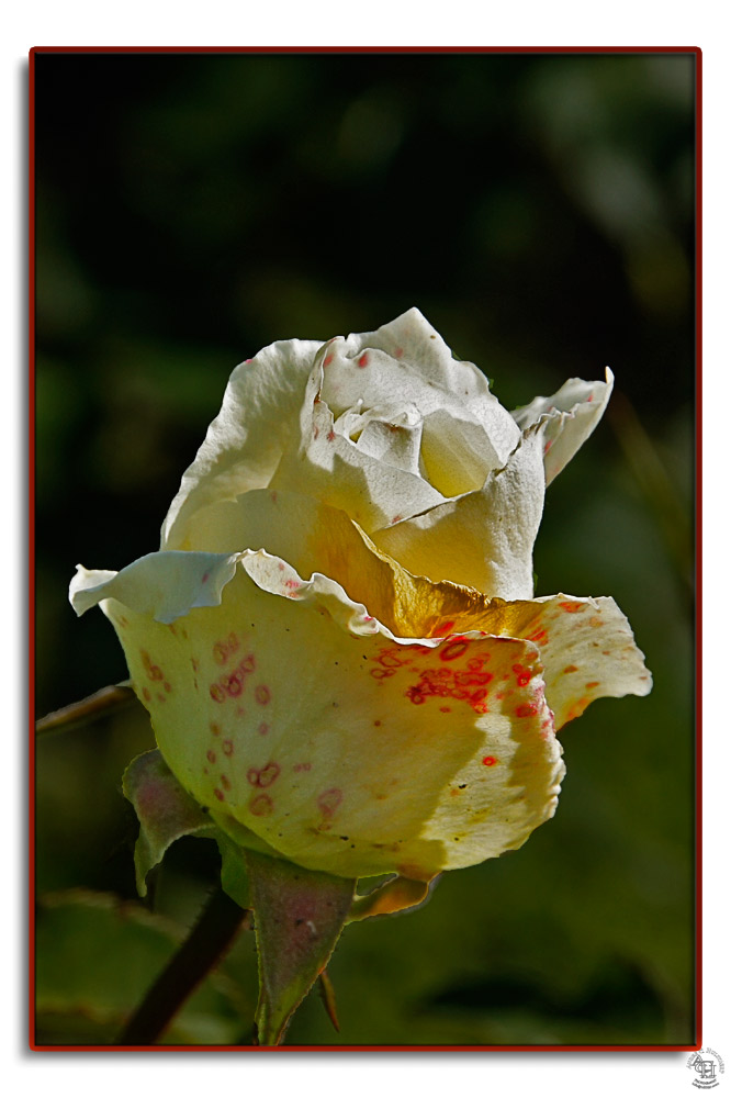 фото "White Rose" метки: природа, цветы