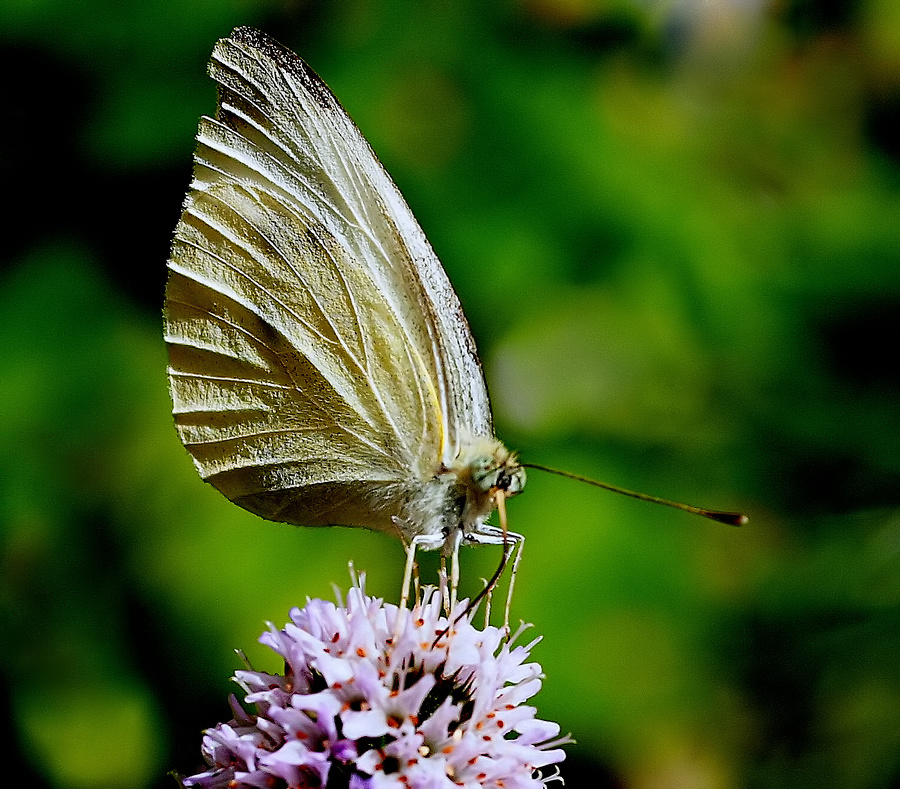 фото "The Butterfly..." метки: природа, насекомое