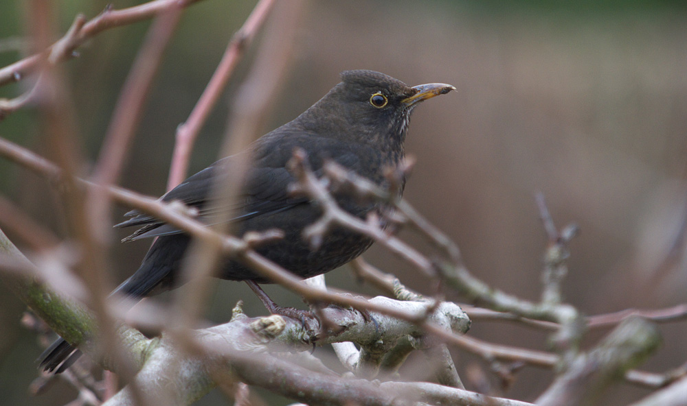 photo "***" tags: nature, wild animals