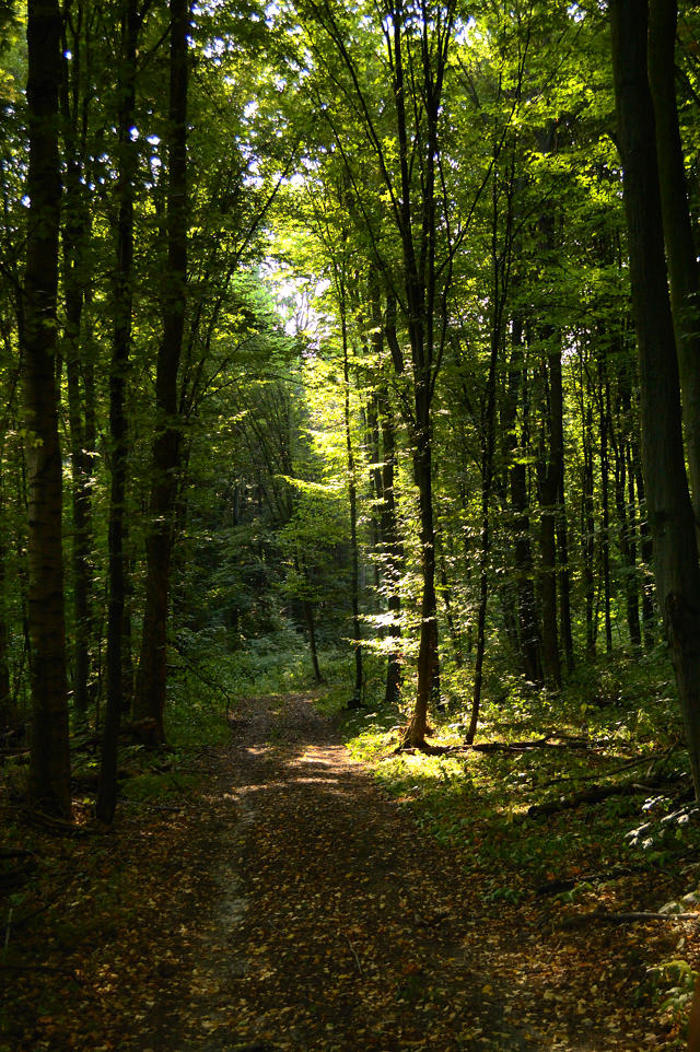 фото "Луч света" метки: пейзаж, лес