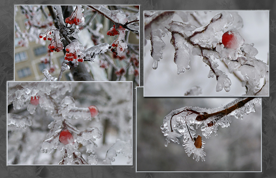 Заледеневшая корка на снегу после короткой оттепели. Ветка во льду стихи. Деревья зимой как стеклянные. Ветка покрыта льдом. Профиль из ледяных веток.