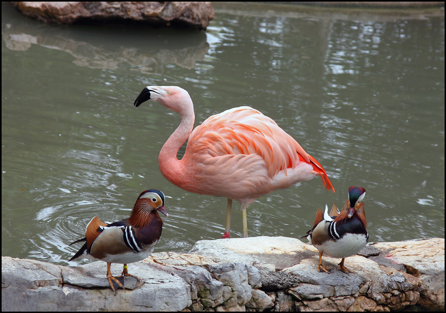 photo "Birds in winter" tags: nature, wild animals