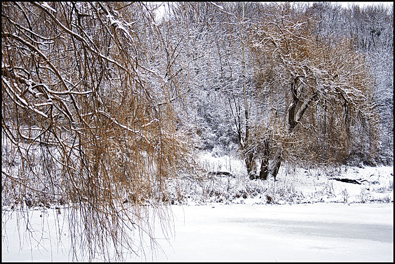 photo "near the frozen lake" tags: landscape, forest