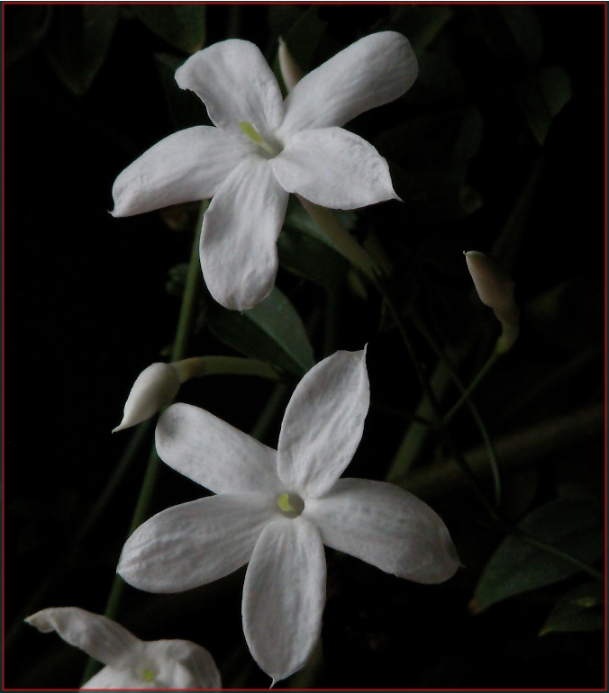 photo "early jasmine welcomes a new year" tags: nature, flowers