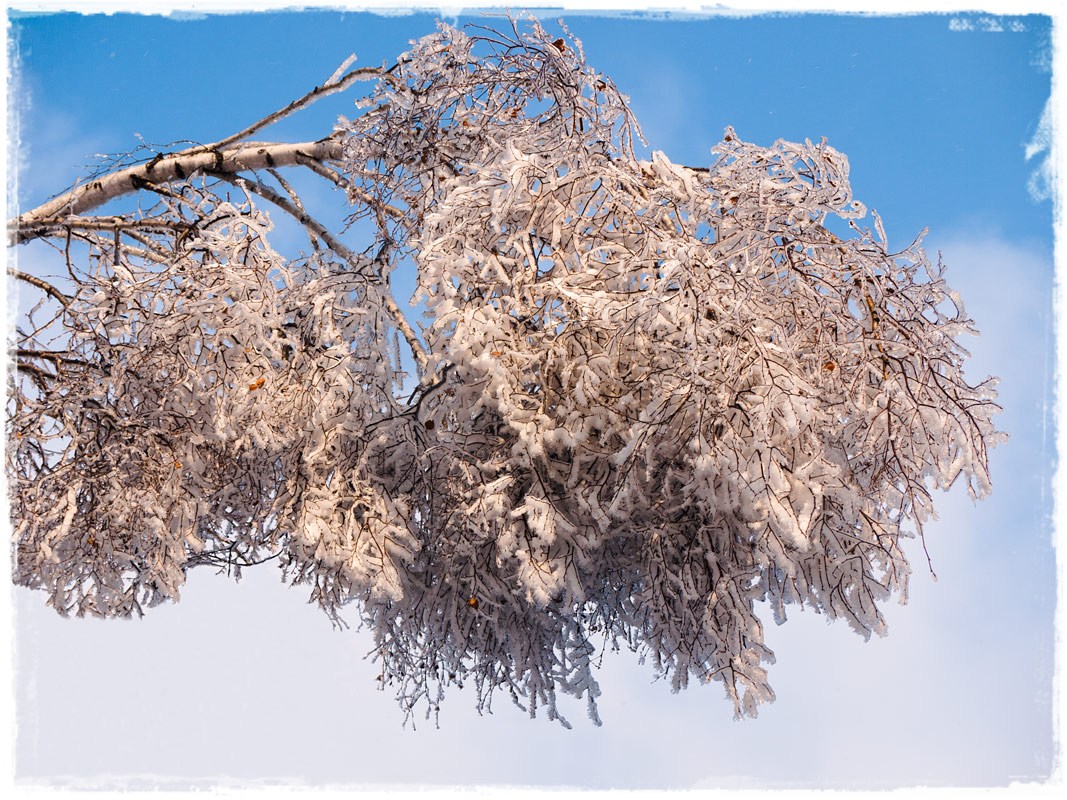 photo "Snow" tags: landscape, winter