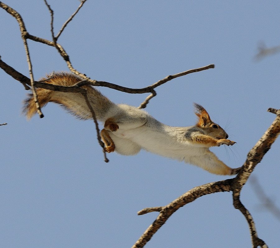 photo "***" tags: nature, wild animals