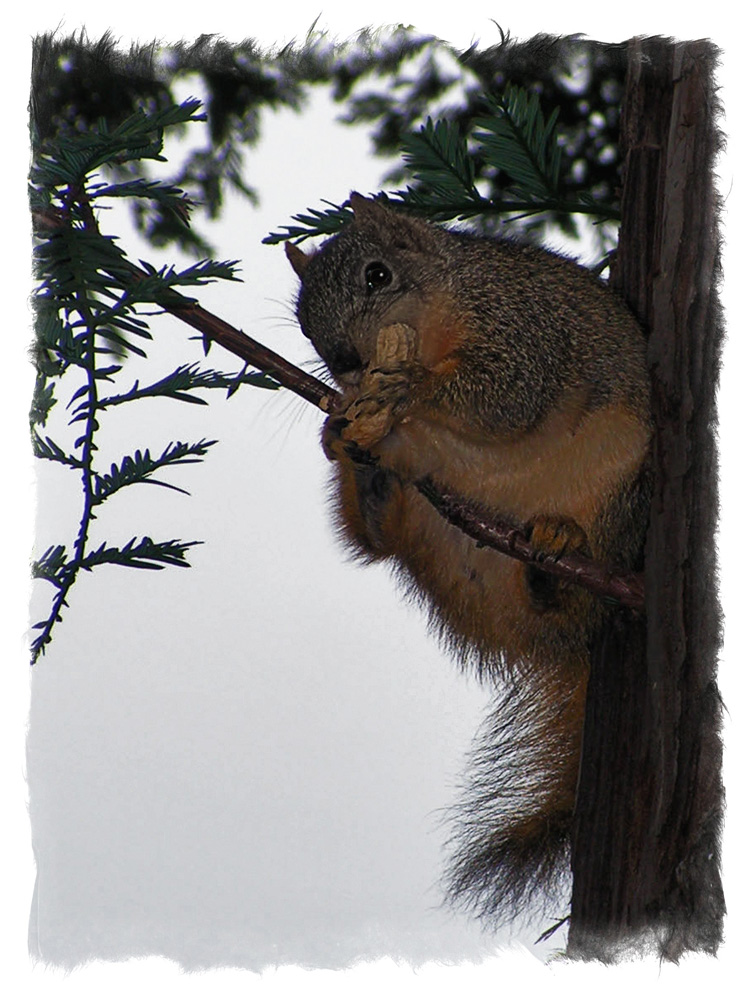 photo "Looking at you" tags: nature, wild animals