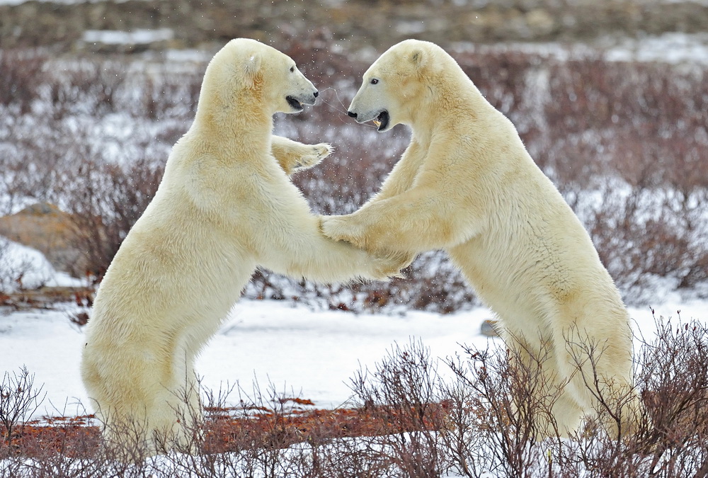 фото "Games of the polar bear" метки: природа, дикие животные