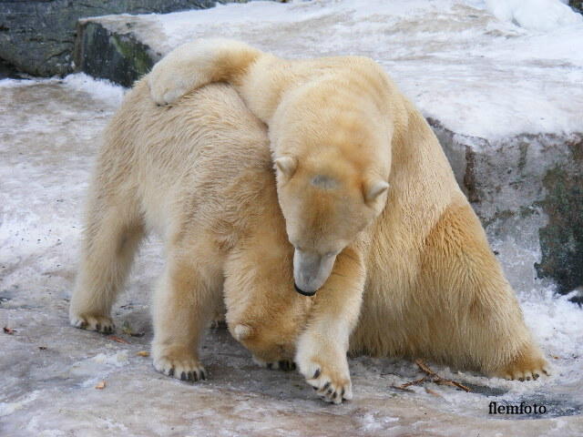 photo "Love in the world." tags: nature, wild animals