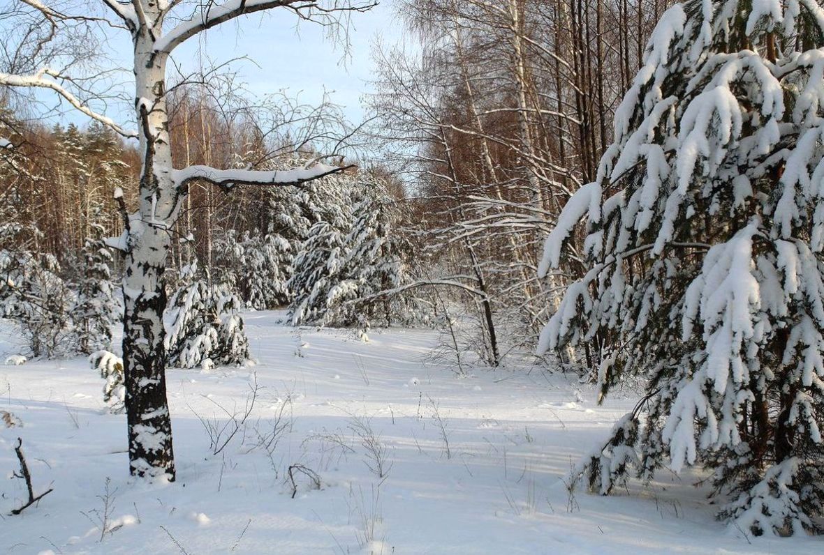 фото "В лесу." метки: пейзаж, 