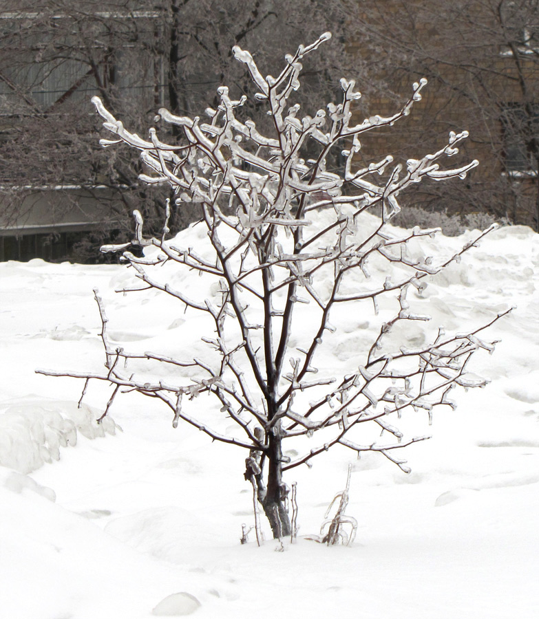 photo "***" tags: landscape, nature, flowers, winter