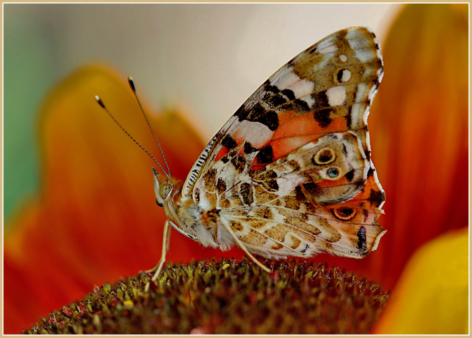 photo "***" tags: nature, macro and close-up, insect