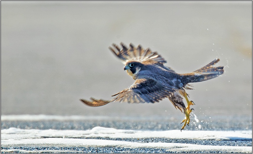 photo "Nothern Harrier" tags: nature, wild animals