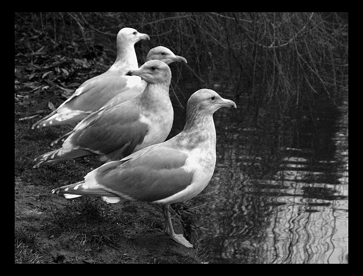 photo "Four brothers" tags: nature, wild animals