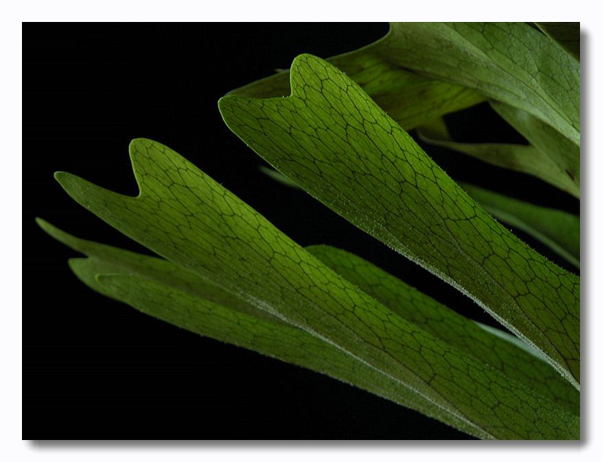 photo "Platycerium bifurcatum" tags: nature, flowers