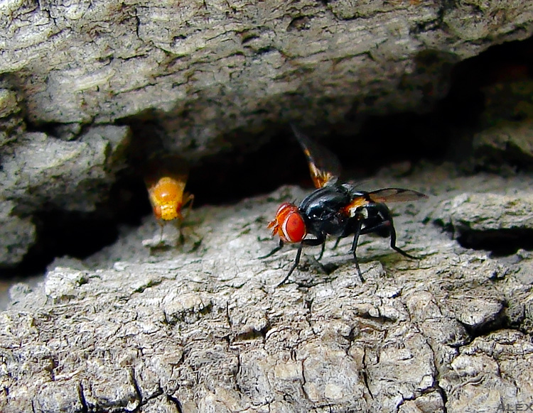 photo "meeting..." tags: nature, macro and close-up, insect