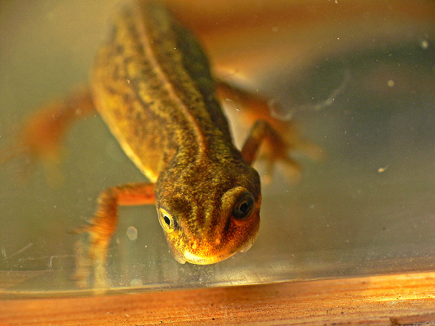 photo "Caught in a jar !" tags: nature, wild animals