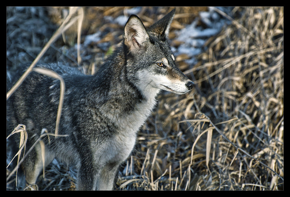 photo "Coyote" tags: nature, wild animals