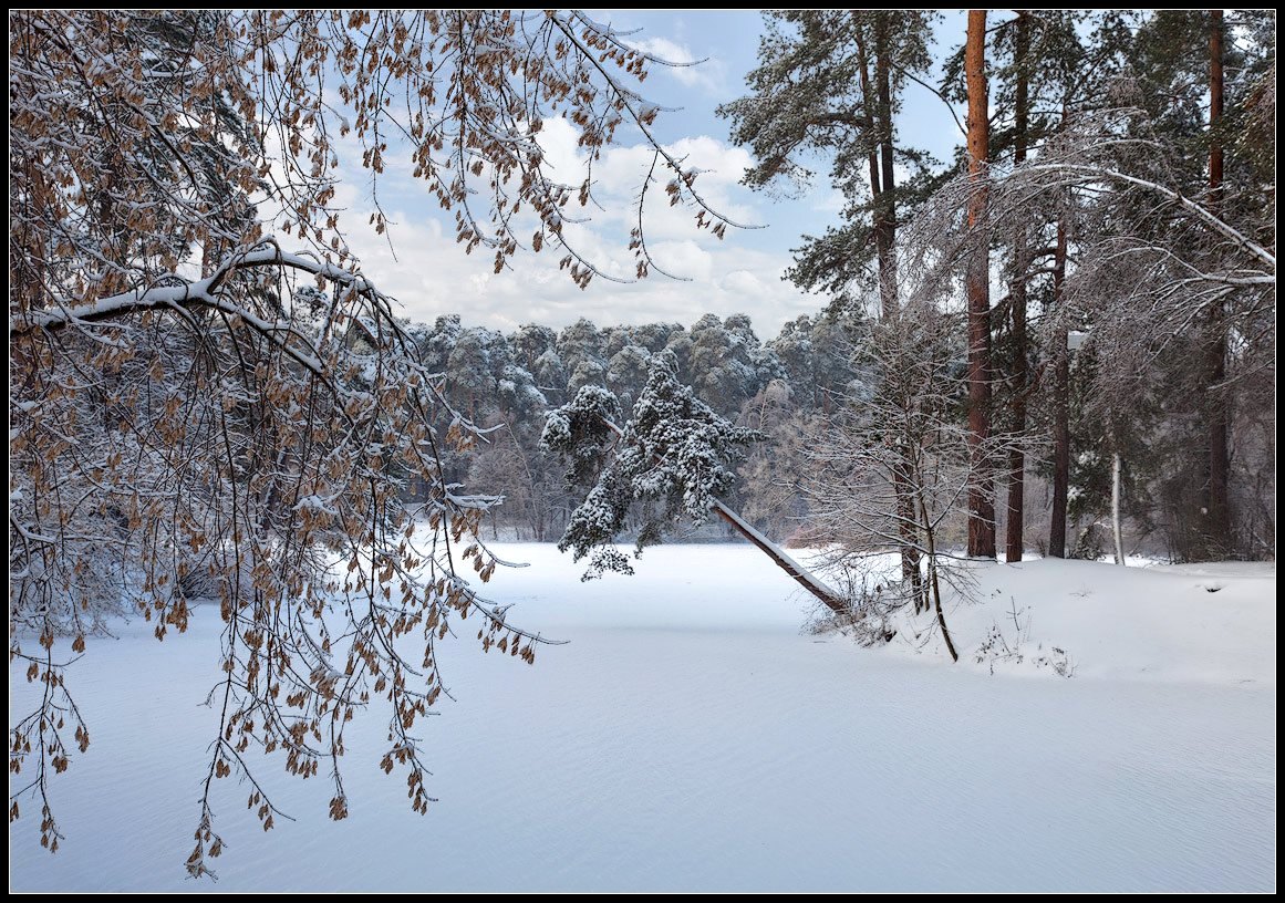 фото "зимняя сосна" метки: пейзаж, зима, лес