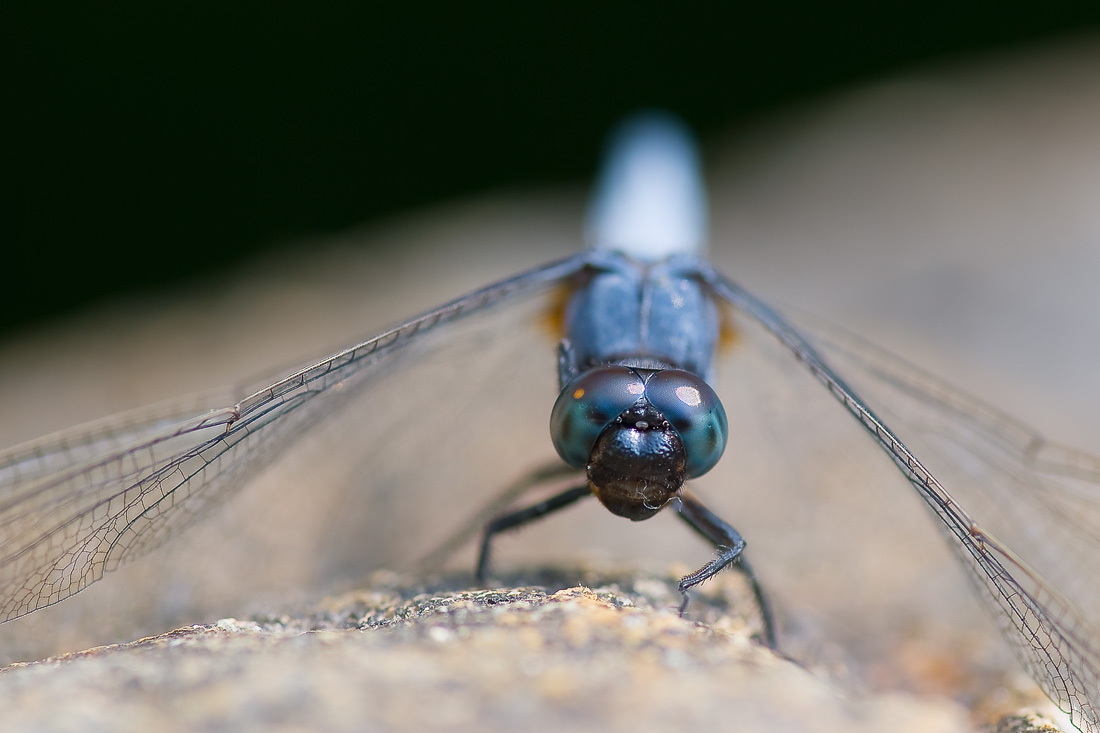 photo "***" tags: macro and close-up, nature, insect