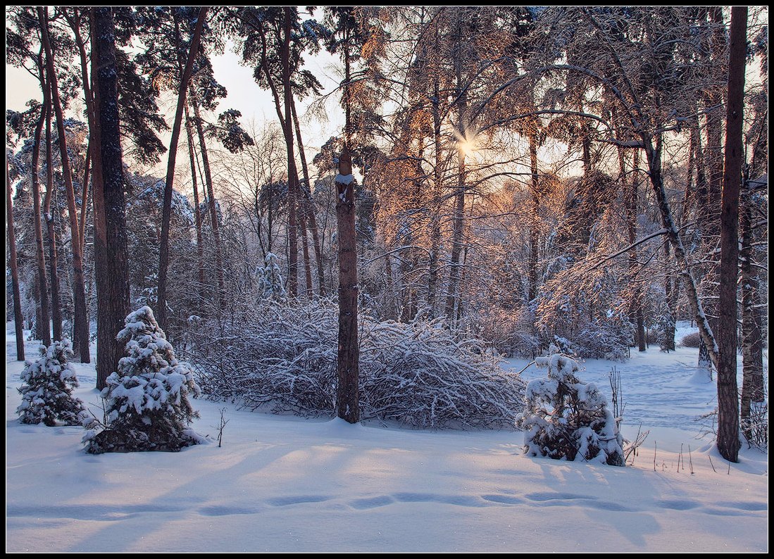 photo "in the icy web of branches" tags: landscape, forest, winter