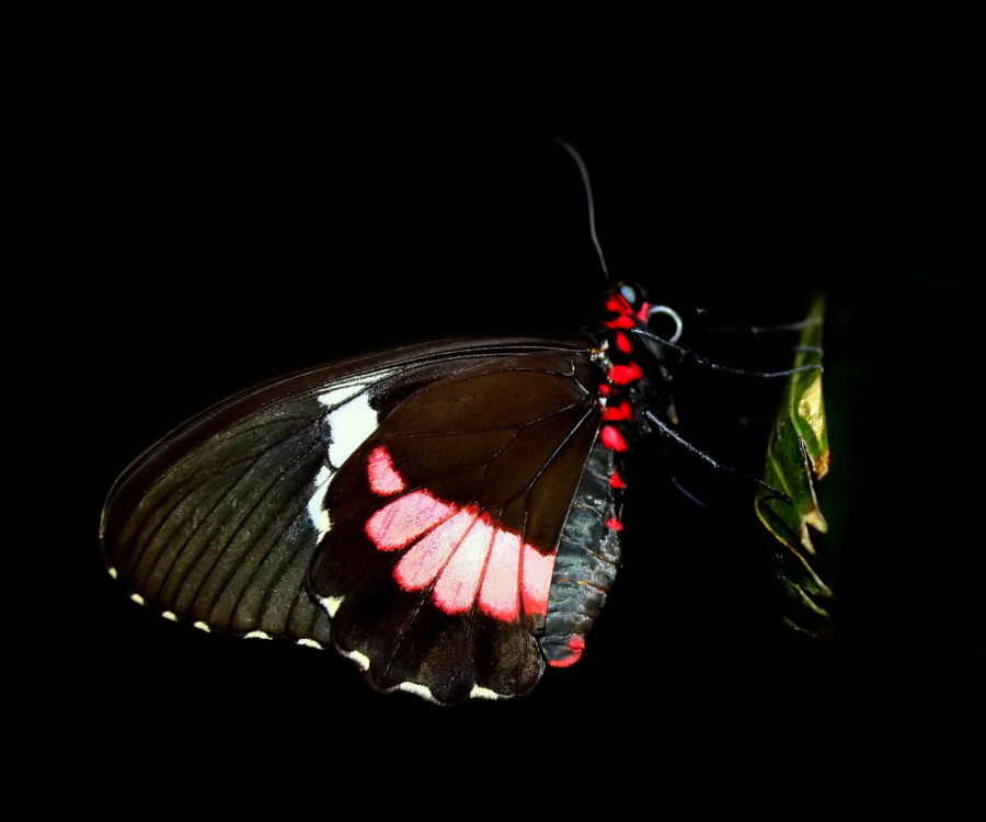 фото "Butterfly Effect" метки: природа, насекомое