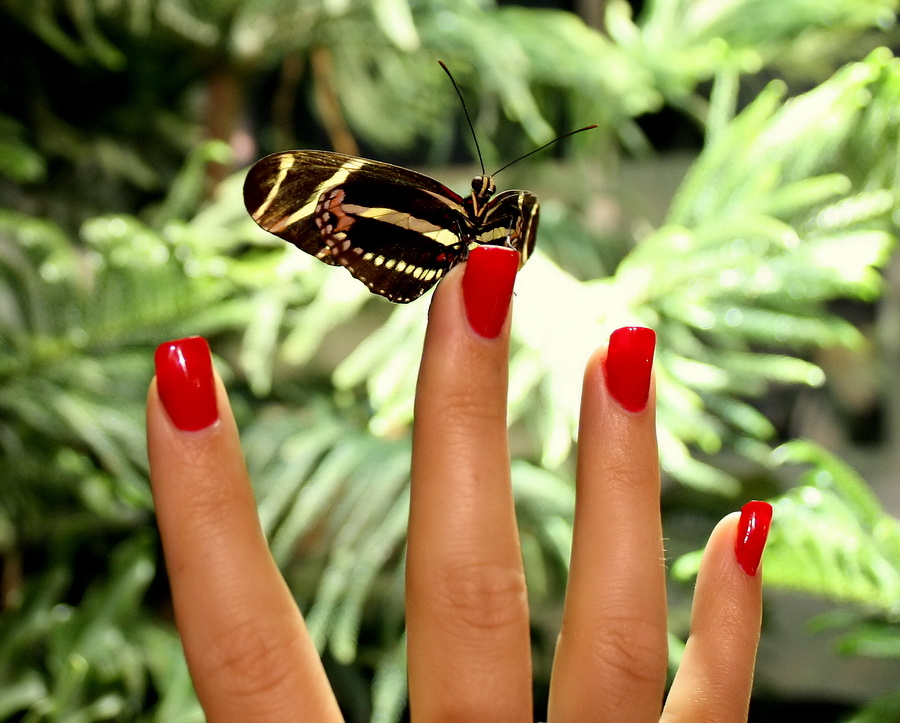 фото "Sweet Butterfly" метки: природа, насекомое