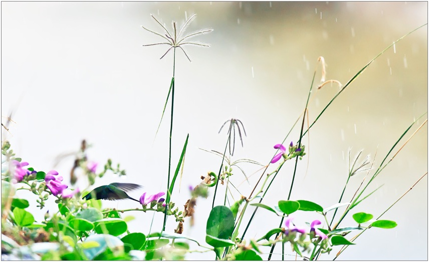 photo "Raining cats and dogs... and hummingbirds" tags: nature, wild animals