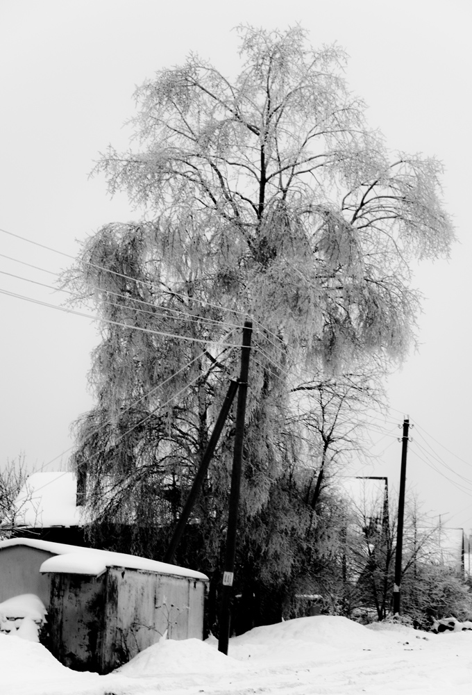 фото "Деревенский великан" метки: пейзаж, зима