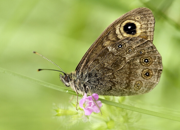 photo "***" tags: nature, insect