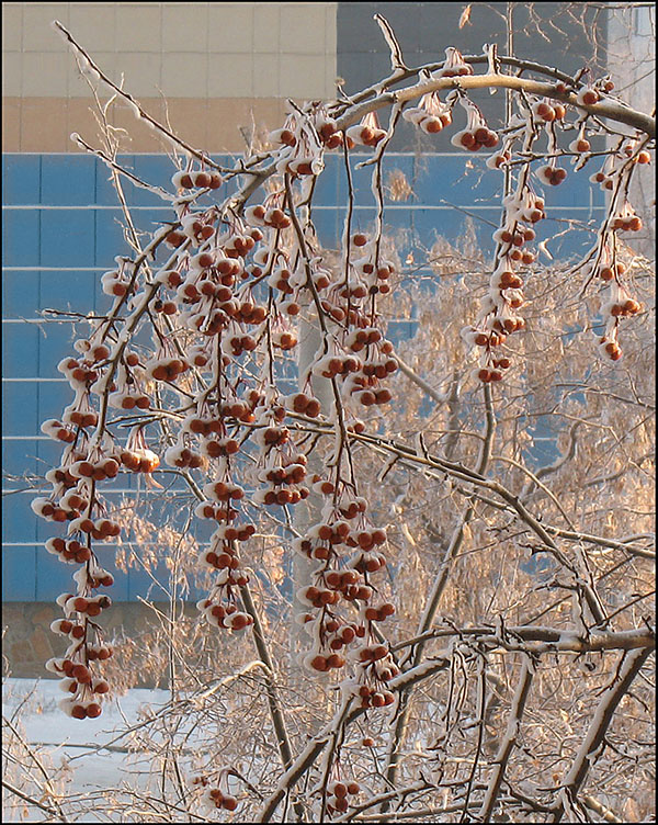 photo "Wild Apples  in winter" tags: nature, flowers