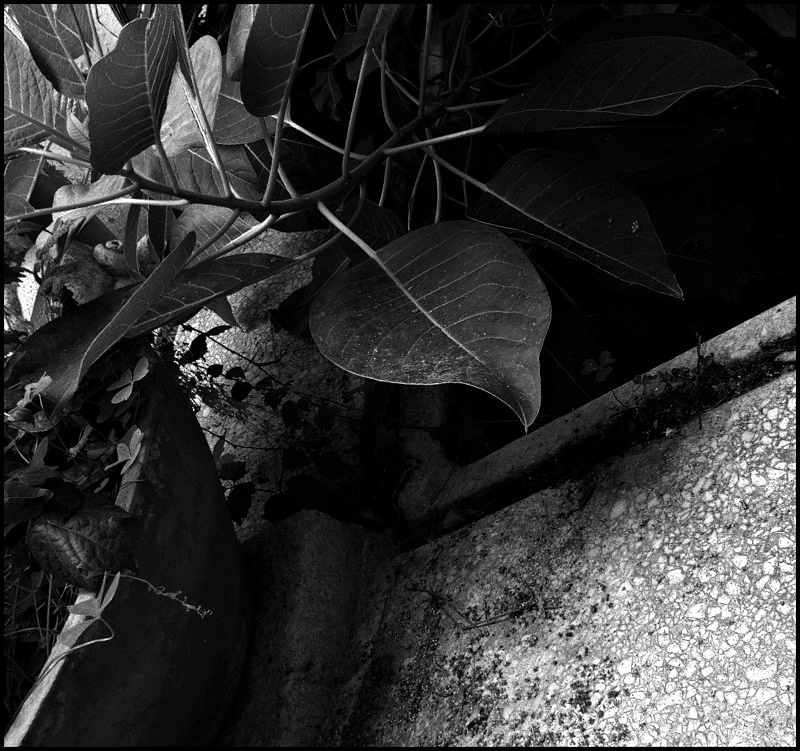 photo "***" tags: black&white, 