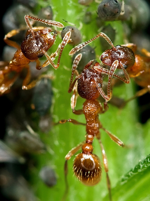 photo "***" tags: nature, macro and close-up, insect