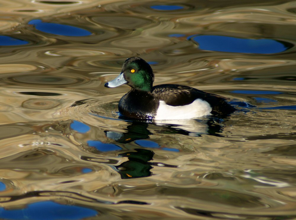 photo "Christmas bathing" tags: landscape, nature, water, wild animals