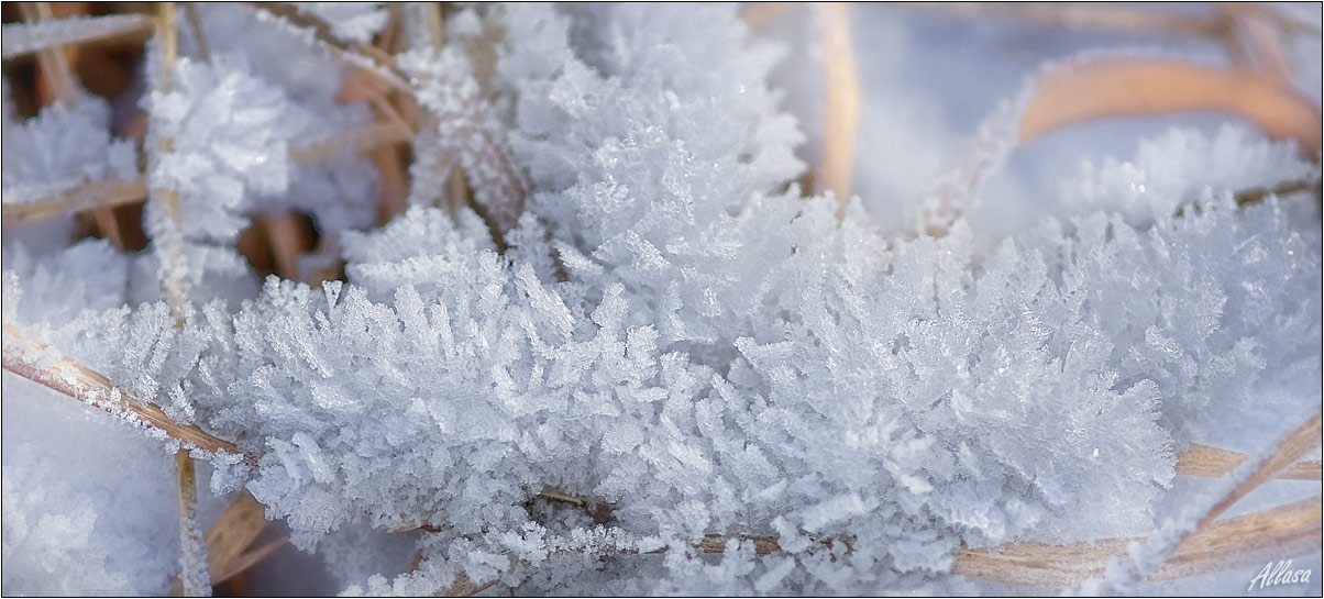 фото "Кристаллики льда" метки: макро и крупный план, 