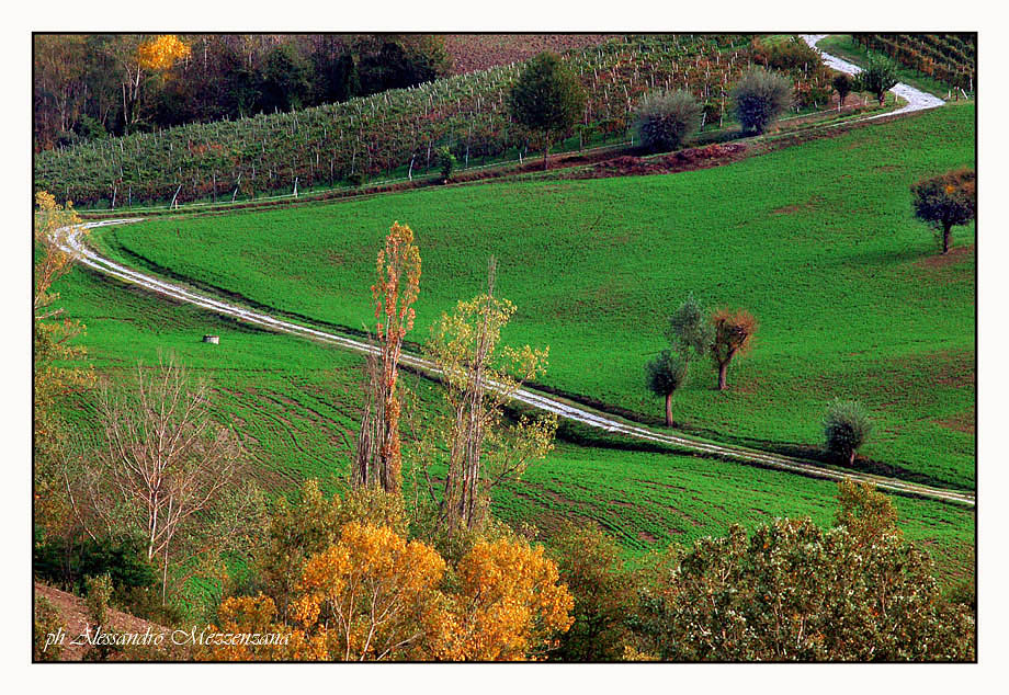 photo "paesaggio" tags: landscape, forest