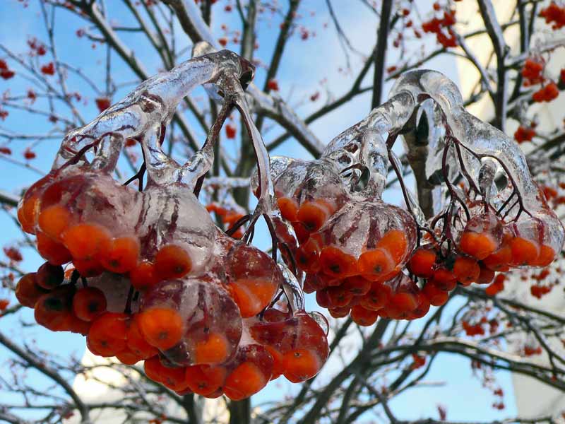 фото "Рябина Во льду" метки: природа, цветы