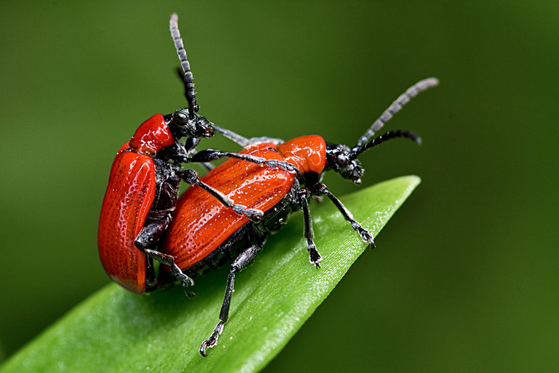 photo "***" tags: nature, macro and close-up, insect