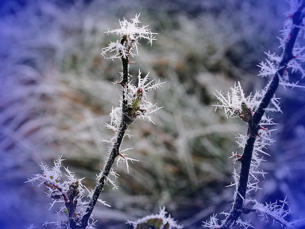 photo "***" tags: macro and close-up, nature, 