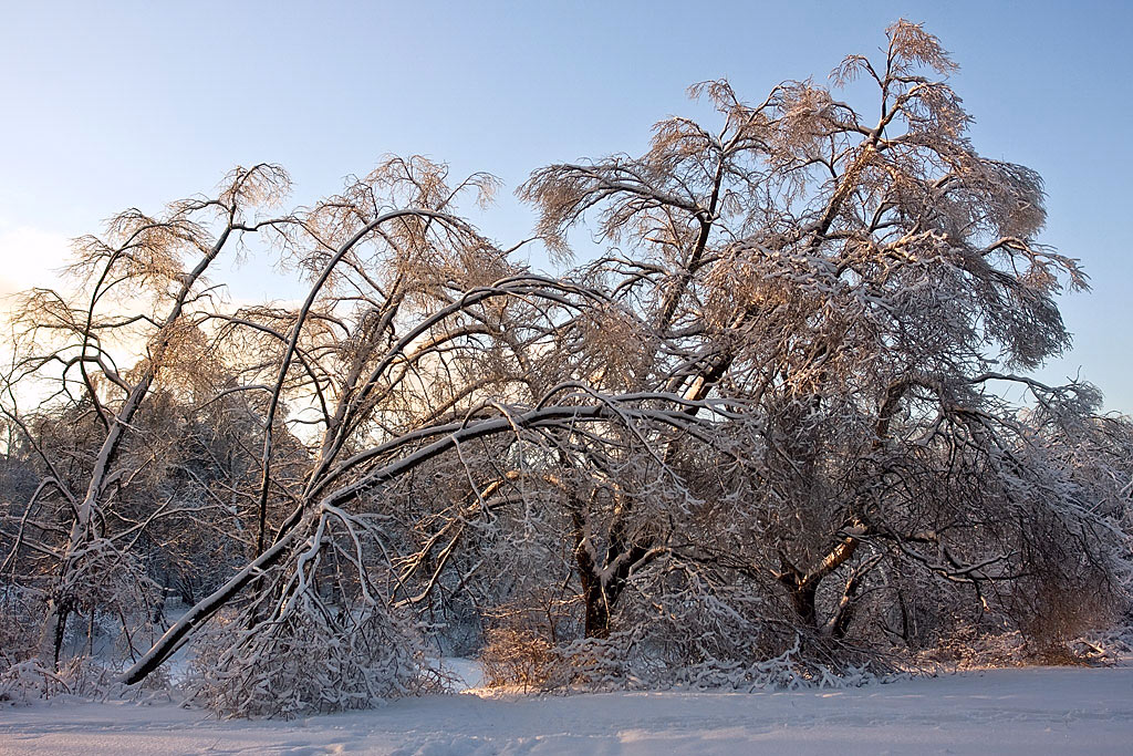 photo "***" tags: landscape, forest, winter