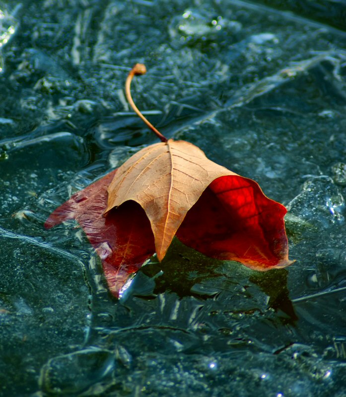 photo "Crystal trap" tags: nature, landscape, flowers, winter