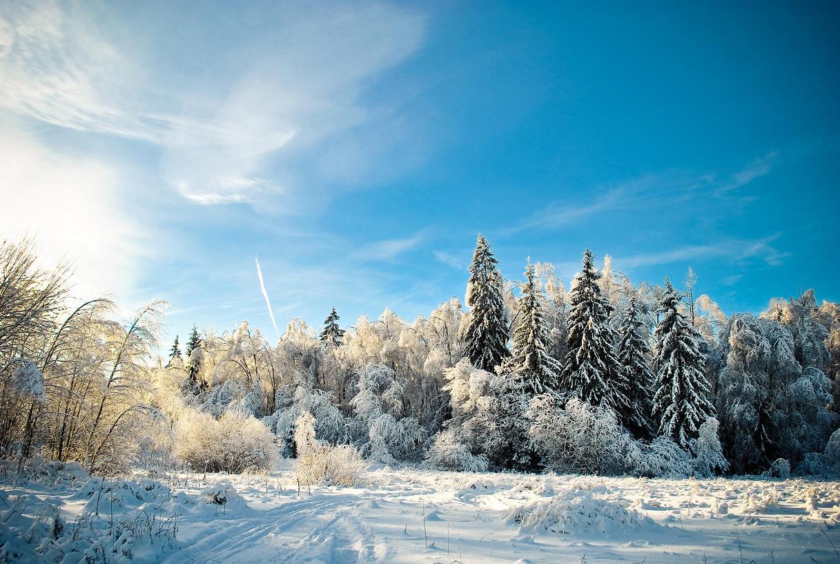 photo "***" tags: landscape, forest, winter