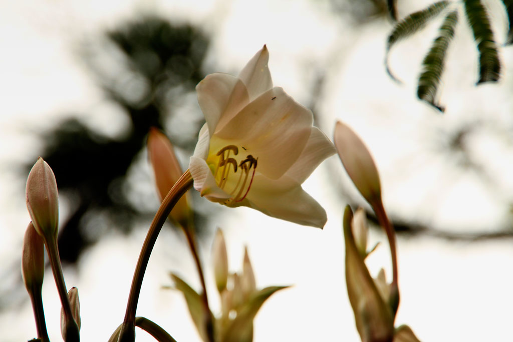 photo "Lirio" tags: nature, macro and close-up, flowers