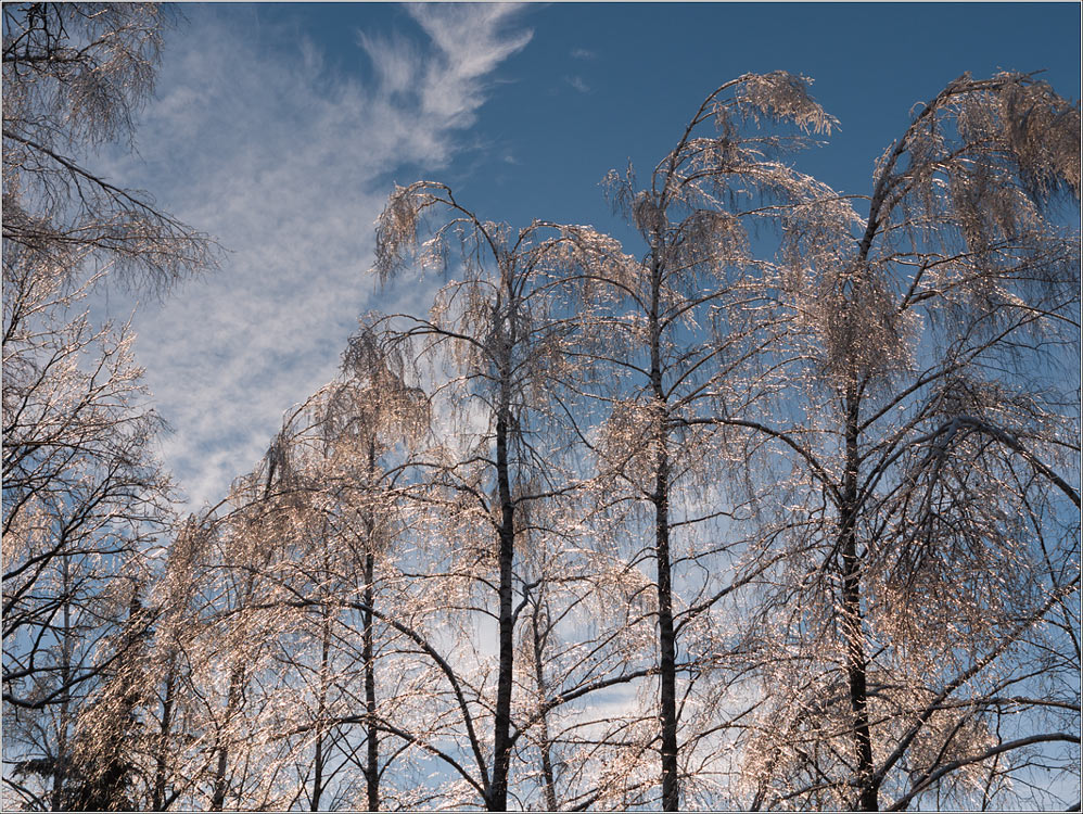 photo "Prinakrylis ... like silver" tags: landscape, winter