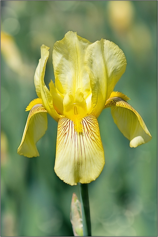photo "***" tags: nature, flowers