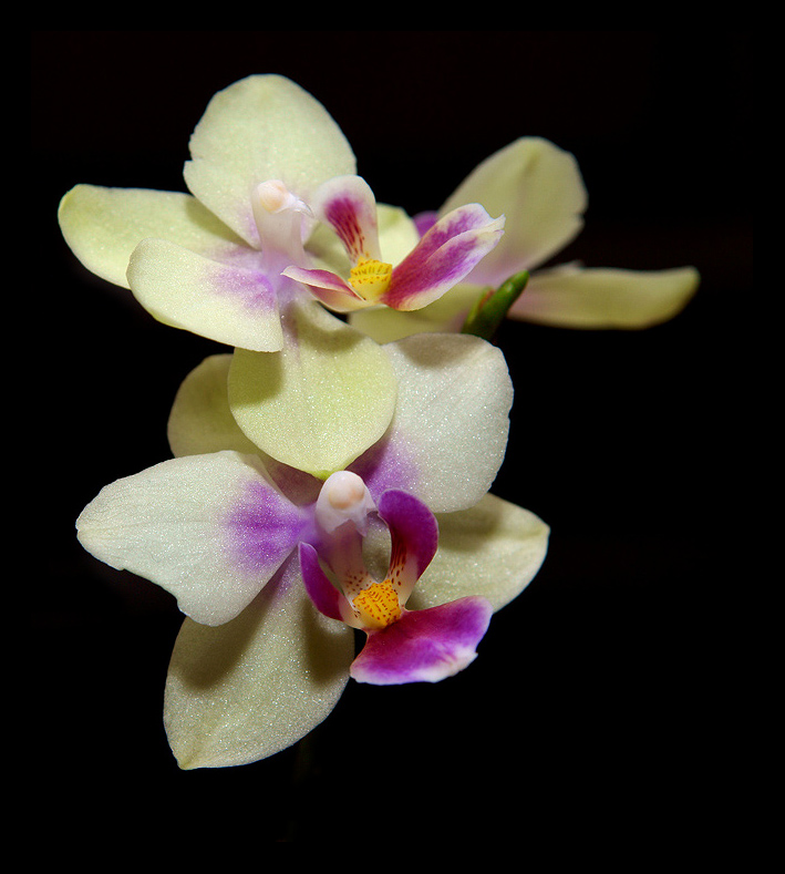 photo "* * *" tags: nature, flowers