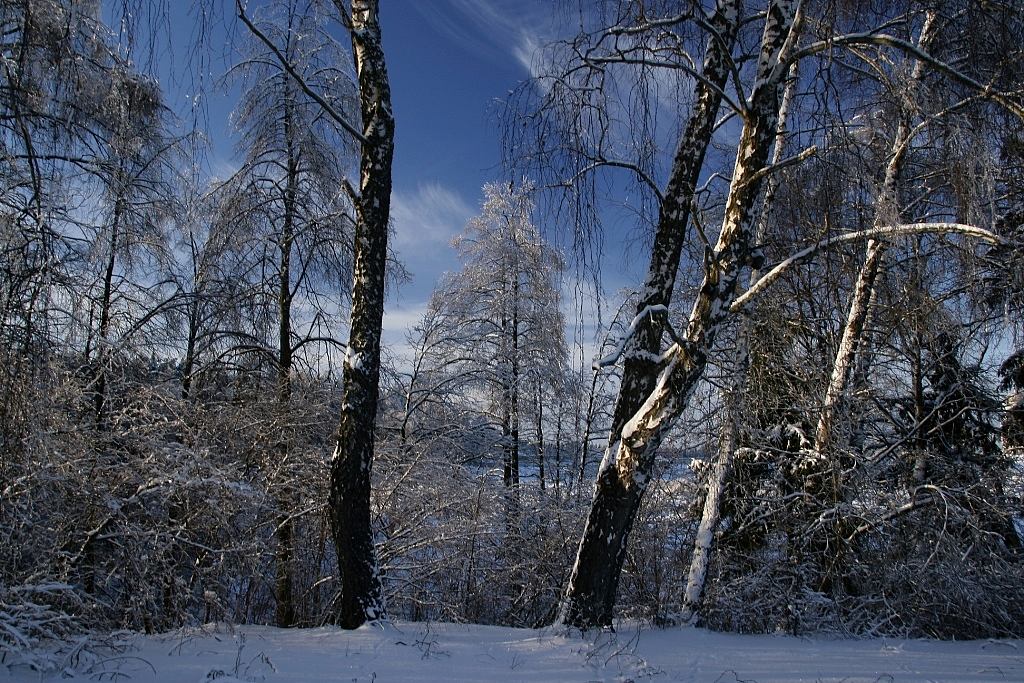 фото "Синий день" метки: пейзаж, зима, лес